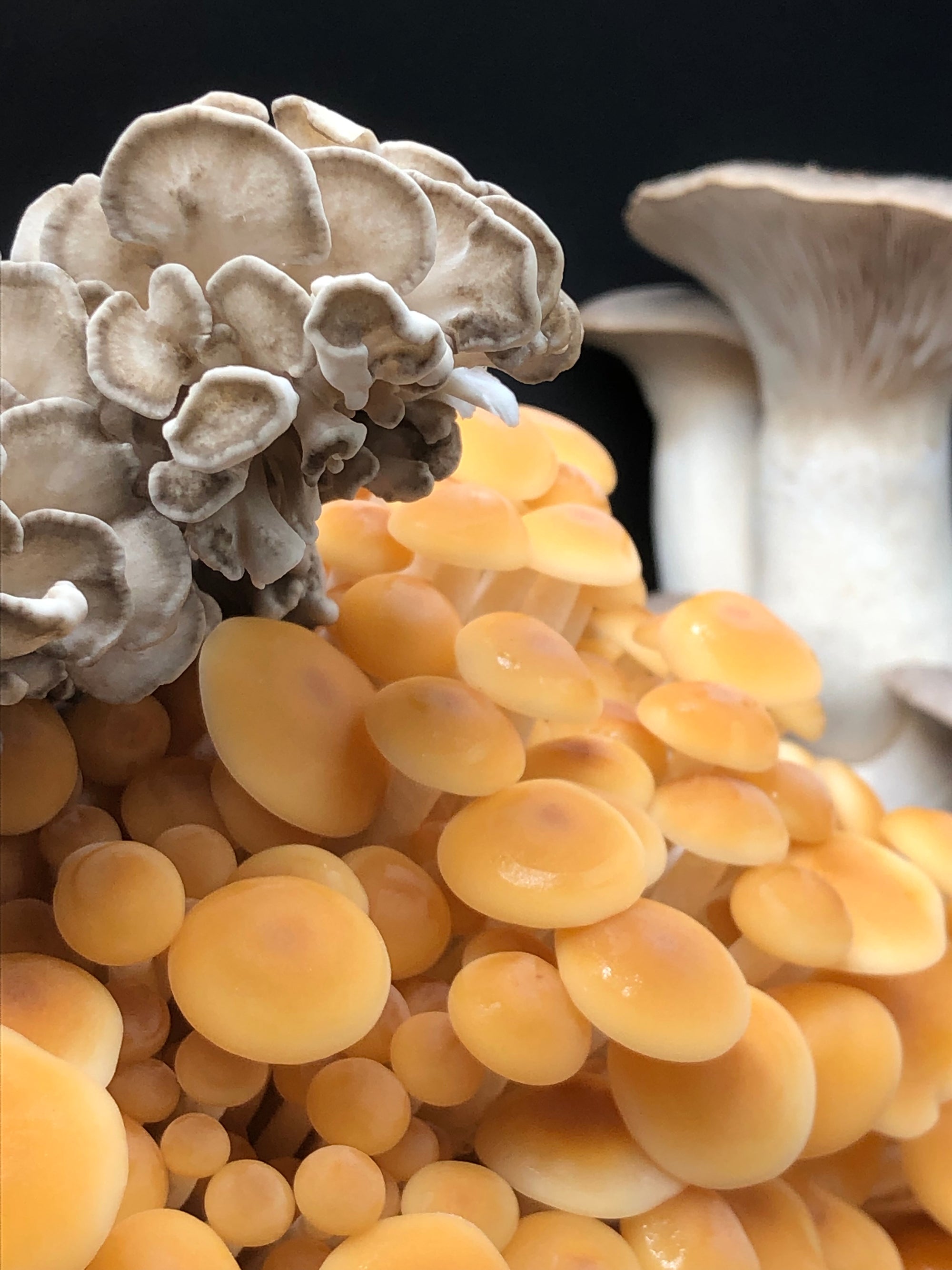 Mycélium de Champignons Noir - Kit de culture champignons - Grow
