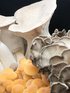 Kit de culture champignon Pleurote