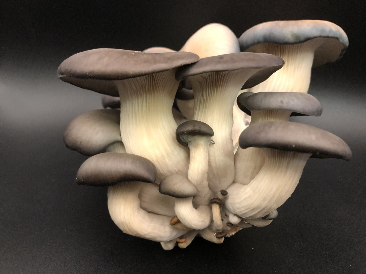 Kit d’auto-culture de champignons Pleurote